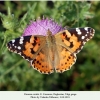 vanessa cardui daghestan